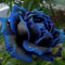 20 semi di piante di rose con bordo blu raro, balcone, giardino, semi di fiori di rosa in vaso per piantare giardini