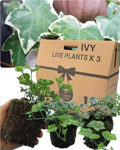 Large Evergreen English Ivy Plants – 3 Silver Colour. Indoor & Outdoor, Climbing, Trailing & Fast Growing Perennial Creeper in Full Sun or Shade. 10.5cm Potted Size, Well Rooted & Established.