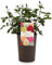 Beautiful Yellow Gift Rose -  For Your Loved One at Peace - Gift Wrap Included | Modern Garden Hybrid Bush Rose - 3L Potted Floral Flowers