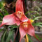 kiskick Seltene Affengesicht-Orchideen-Blumensamen, 10 Stück, seltene Affengesicht-Orchideen-Blumensamen, Hausgarten-Topf-Bonsai-Dekoration Rosa Affengesichts-Orchideen-Blume
