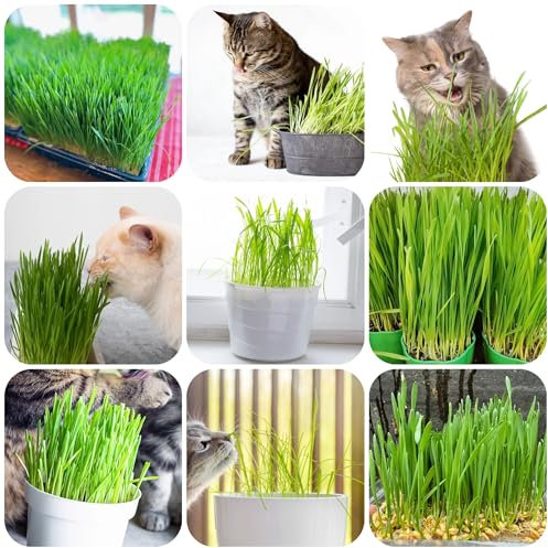 katzen grass samen, katzengras samen ziergras Gewächshaus bonsai gartenpflanzen katzengrass gemüsepflanzen, kübelpflanze aussaat zimmerpflanzen hohe Keimrate, schnellwachsende pflanzen 80pcs