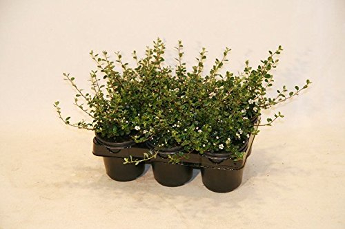 Bodendecker Cotoneaster Frieders Evergreen T.B.9 10-15 cm 250 St.