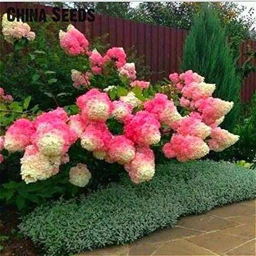 Shopmeeko 30 Zypressen Bäume Pflanzen Bonsai Zypressen Pflanzen für DIY Hausgarten Baum Pflanzen Mini Bonsai Pflanzen Baum für Heimtextilien: Zypressensamen