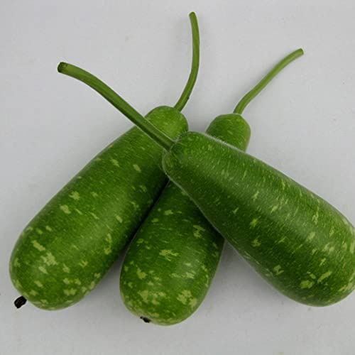 Gourd Seeds - NAM Tao Yai - Hybrid - 3 g Packet ~15 Seeds - Non-GMO, F1 Hybrid - Asian Garden Vegetable