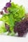PREMIER SEEDS DIRECT - Lettuce Seeds - Gourmet LOOSELEAF Cutting Mix - 1500 Seeds