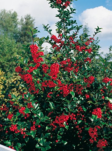 Stechpalme Heckenfee - Ilex meservae - immergrün weiblich rote Früchte schnittverträglich 40-50cm - Befruchter ist Heckenstar - Hecken-Pflanze von Garten Schlüter - Pflanzen in Top Qualität