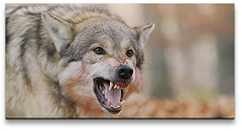 Paul Sinus Leinwandbild 120x60cm Wilder Wolf Reißzähne Wildnis schönes Tier Wald