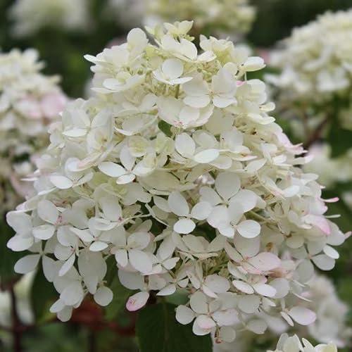 Rispenhortensie 'Diamond Rouge'® - Hydrangea paniculata 'Diamant Rouge'® - 40-50 cm Topf