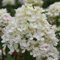 Rispenhortensie 'Diamond Rouge'® - Hydrangea paniculata 'Diamant Rouge'® - 40-50 cm Topf