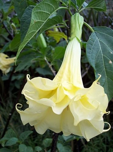 5 SEMI DI BRUGMANSIA SUAVEOLENS CREAM YELLOW  semi freschi