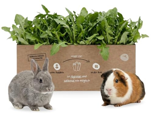 Frischer Löwenzahn 2 kg - Knollenliebe Frischfutter für Kleintiere | Naturbelassen, aromatisch, saisonal aus der Pfalz – im Winter Catalogna aus Italien