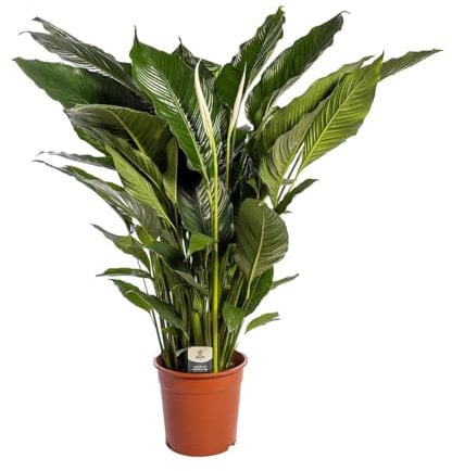 Planta Espatifilo SPATHIPHYLLUM. 70-80 cm. Purificador del aire. Segura Garden. Mejora la calidad del aire, es resistente y fácil de cuidar, además de agregar un toque decorativo
