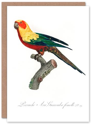 Artery8 Francois Levaillant Art Card The Sun Parakeet Parrot