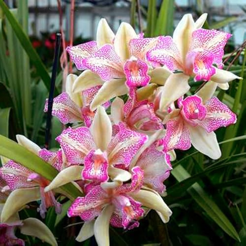 Cymbidium Facile Da Mantenere rari Crescita Rapida Bellissimo Giardino-15tuberi-O