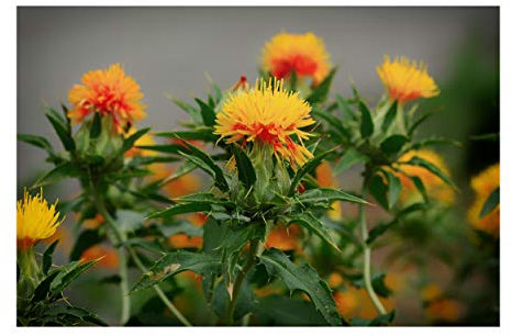 Carthamus tinctorius Safflower 200 Seeds Annual Flower Seed Wildflower Bright Orange-Yellow Drought Tolerant Deck Garden Bedding Plant