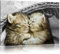 Pixxprint Zwei süße Babykatzen im Korb B&W, Größe: 80x60cm, Leinwandbild, fertig gespannt, Wandbild, Dekoration, Kunstdruck, kein Poster