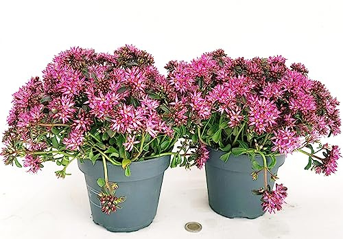 POWERS TO FLOWERS - SEDUM SPURIUM SPOT ON DEEP ROSE, 2 PIANTE, VASO 14CM, piante vere