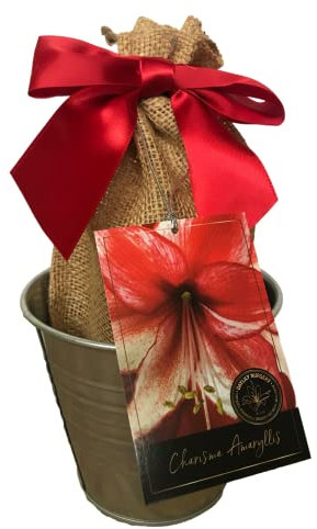 Ruby Star weiß Keramik: Amaryllis Urlaub Geschenk Growing Kit, Deluxe Edition. Inklusive eine kleine Rüschen Atemberaubende Rot Keramik Topf, A Big Red Lion Glühbirne in einer Jute, mit roter