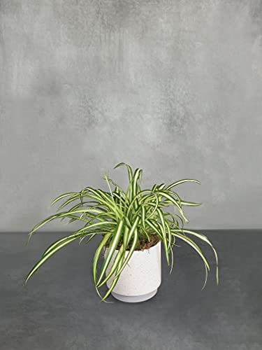 Indoor Houseplants with Ceramic Pot, Real Indoor Plant for Home, Bedroom, Kitchen and Living Room, Perfect for Clean Air, Delivered Next Day Prime (Spider (Chlorophytum))