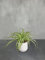 Indoor Houseplants with Ceramic Pot, Real Indoor Plant for Home, Bedroom, Kitchen and Living Room, Perfect for Clean Air, Delivered Next Day Prime (Spider (Chlorophytum))