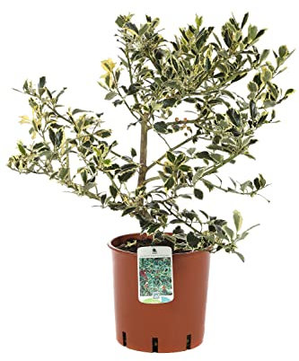 Acebo Natural Árbol de Exterior Conocido como Falso Muérdago