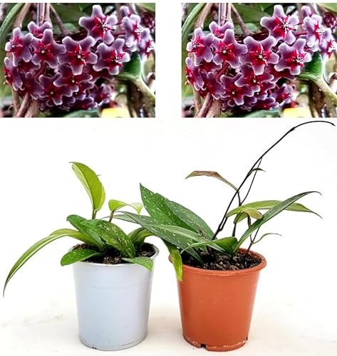 POWERS TO FLOWERS - HOYA PUBICALYX CUTTING JUNGLE e SILVER PINK. VASO 12CM, piante vere