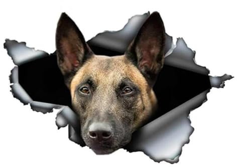 Adesivo per auto belga Malinois, 18 cm (7,1 pollici), 3D strappato, impermeabile, con cane da pastore belga, adesivo riflettente decorativo per finestrini auto