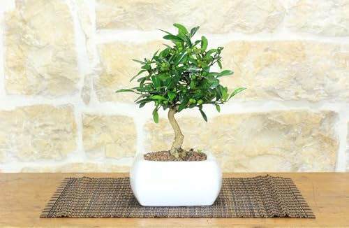Pollice Verde - Bonsai Citrus Kinzu (Mandarino Nano) in Vaso Quadro Ceramica Bianca (15cm) – Pianta Vera di Agrumi Ornamentale – Idea Regalo Originale e Bomboniera