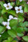 Teppich Hartriegel Cornus canadensis 15-20 cm breit im 1 Liter Pflanzcontainer