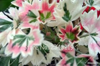 Promotion rare Pélargonium bleu SEMILLAS DE Plantas Raras Graines de géranium Pélargonium Fleurs vivaces Jardin Bonsaï paquet de 100 graines