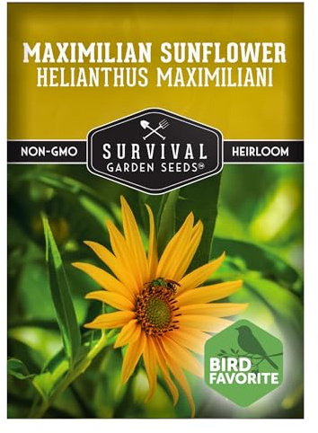 Maximilian Sunflower Seeds for Planting (Helianthus maximiliani) | 10-Foot Prairie Giant | Fall Blooming Pollinator Magnet | North American Native Wildflower | 1 Pack | Survival Garden Seeds