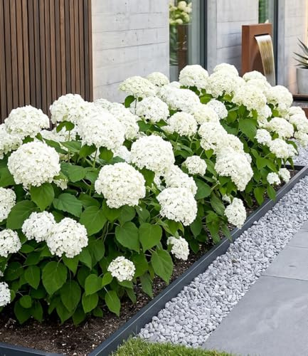 BALDUR Garten 3x Schneeball-Hortensie Annabelle, Pflanzen im 9x9 cm-Topf, | Gartenhortensie winterhart & pflegeleicht, Hydrangea arborescens, blühend, großblumige Freiland-Hortensie