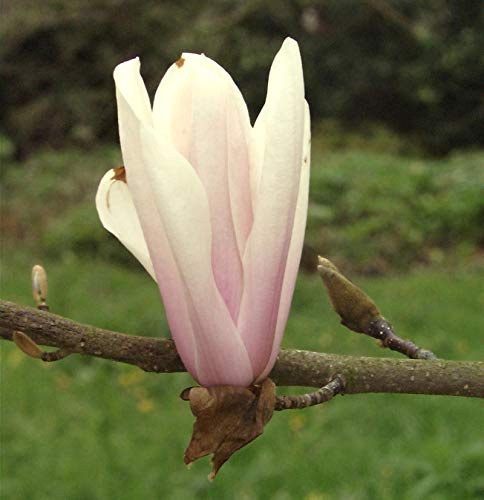 Hochstamm Magnolie Sunsation 100-125cm - Magnolia - lebende Gartenpflanze aus den Baumschulen