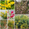semi resistenti di ginestra - Piante resistenti per il giardino, decorazione di arbusti semi di ginestra Piante sempreverdi, resistenti, mini giardino Acquista piante esotiche 500pcs