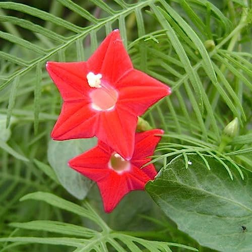 100/200 Pz Cipresso Semi di Vite Pianta rampicante Fiore Giardino Bonsai Decorazioni per la casa Fiore Albero da frutto Semi di ortaggi Semi di Vite di cipresso 100pcs
