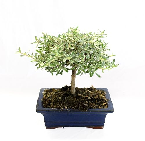 KENTIS - Coprosma Bonsai - Naturelle Bonsaï - Plantes d'Extérieur - Pot Artisanal en Céramique - H 20-25 cm Pot Ø 19 cm