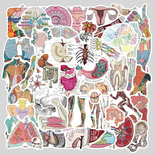 Anatomie der Organe Aufkleber, 2 X 50 Stück Organe Stickers, Cartoon Organ Anatomie Diagramm Aufkleber, Wasserdicht Vinyl Aufkleber für Auto Laptop Telefon Gitarre Skateboard Motorrad Fahrrad
