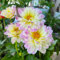 tuberi di dalia resistenti, bulbi di dalia, decorazione da giardino per esterni tuberi di dalia resistenti piante esotiche resistenti bulbo di fiore perenni resistenti, fiori perenni 3pcs
