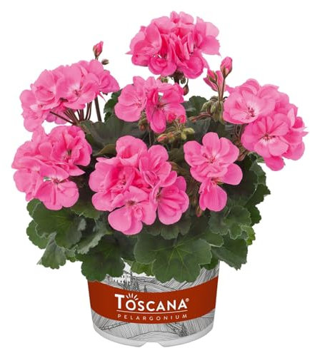Geranie, rosa, stehend, Topf-Ø 13 cm, 6 Pflanzen