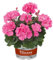 Geranie, rosa, stehend, Topf-Ø 13 cm, 6 Pflanzen