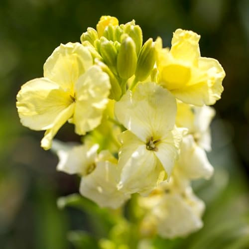 Carbeth Plants - Bare Root Wallflowers Plants Ready for Planting Now - 10 x Primrose Dame - Scented Erysimum Spring Flowering Biennials Garden Ready - Ideal for Bedding, Borders & Containers