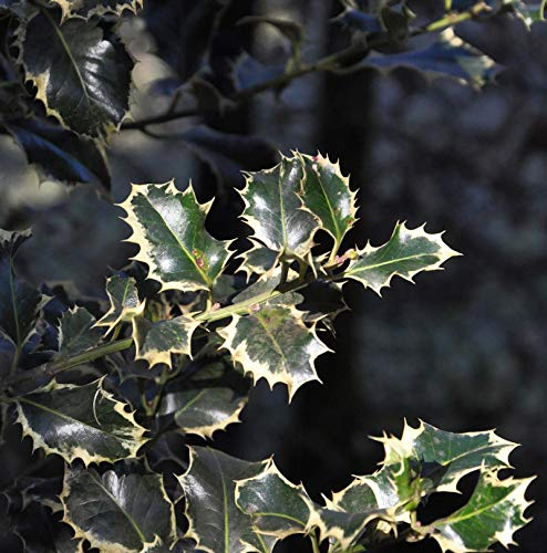 Alaska Stechpalme Ilex Silver Queen 30-40cm - Ilex aquifolium