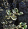 Alaska Stechpalme Ilex Silver Queen 30-40cm - Ilex aquifolium