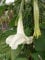 SEMI DATURA BIANCA-BRUGMANSIA-