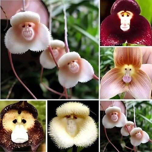100 Stück gemischte Affengesicht-Orchideensamen