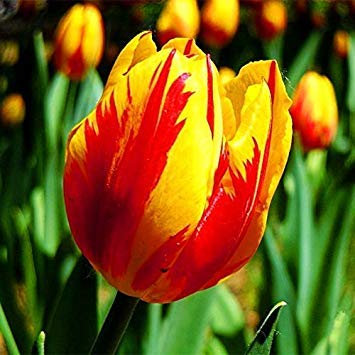 10pcs / Bag Tulip Samen RareFlower Samen Schöne Mischfarbe Tulpen Topf Perennial Hausgärten Tulip Pflanzen 8