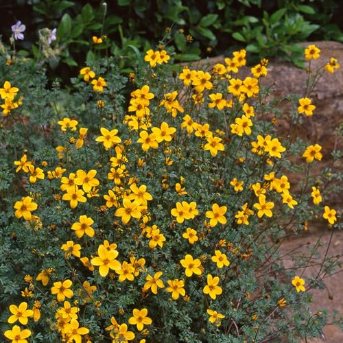 Bidens ‘Aurea’. Plug Plant x 5. Golden Daisy. Bedding Flowers for Hanging Baskets. Available from Bedwen Plants.