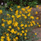 Bidens ‘Aurea’. Plug Plant x 5. Golden Daisy. Bedding Flowers for Hanging Baskets. Available from Bedwen Plants.
