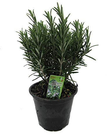 XXL italienischer Rosmarin im Topf - Rosmarinus officinalis