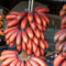Bananensamen Seltene Rote Banane Samen Outdoor Ausdauernde Interessante Pflanzen Lecker Fruchtsamen FüR Heim Garten Winterharte Pflanzen FüR KüBel Frisches Obst 100 StüCke